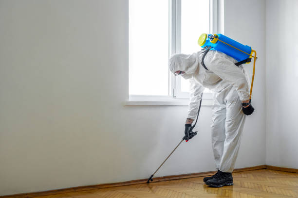 Wasp Removal Services in Springdale, PA
